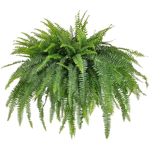 United Nursery Live Jumbo Boston Fern Plant 34-42 Inches Wide in 10 Inch Hanging Basket ...