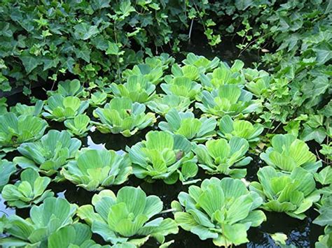 Aquatic Plants - Amazon.com