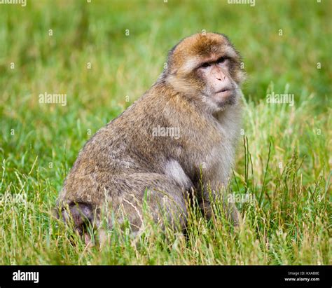 Barbary Macaques Monkey. Barbary macaques monkeys live in the Atlas Mountains of Algeria and ...