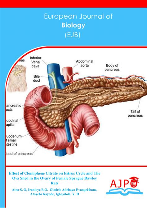 (PDF) Effect of Clomiphene Citrate on Estrus Cycle and The Ova Shed in the Ovary of Female ...