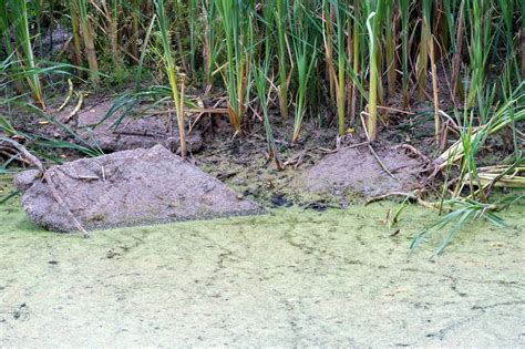 Premium Photo | Dirty water in the river environmental pollution discharge of garbage and waste ...