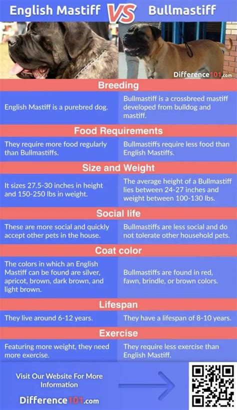 English Mastiff vs. Bullmastiff: What’s The Difference? ~ Difference 101