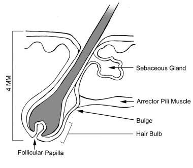 Anatomy Of A Hair Follicle - Anatomy Reading Source