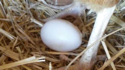 Chicken Laying Egg Close-Up - YouTube