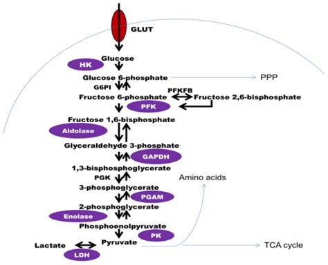 Dysregulated metabolic enzymes and metabolic reprogramming in cancer cells (Review)