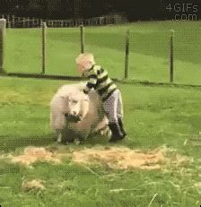 Sheep Gif