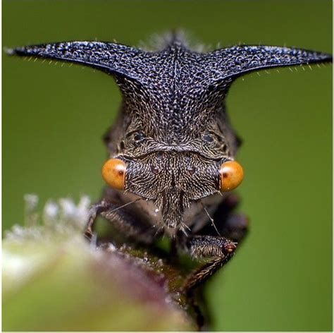 A Treehopper (a member of the family Membracidae, a group of insects ...