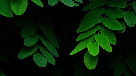 Download Green Nature Leaf 4k Ultra HD Wallpaper