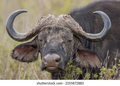 Male African Cape Buffalo Stock Photo 2255872883 | Shutterstock