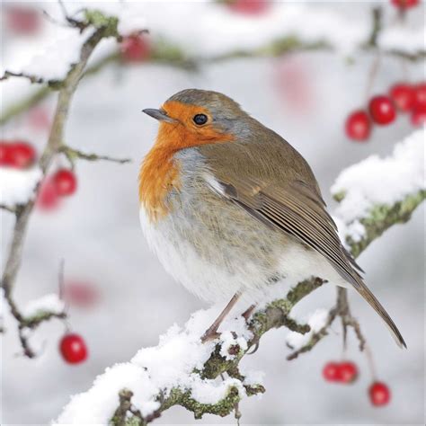 Christmas Card - Christmas Robin on Snowy Branch - Highworth Emporium