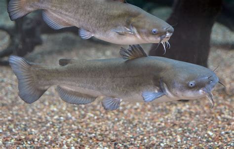 Virginia Fishes: White catfish (Ameiurus catus) spawning