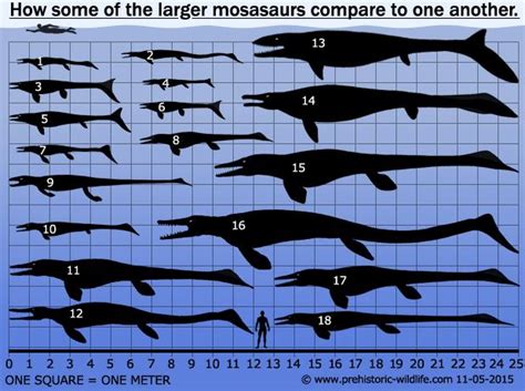 Tylosaurus: Siêu sát thủ đại dương thời tiền sử, cá mập cũng chỉ là ...