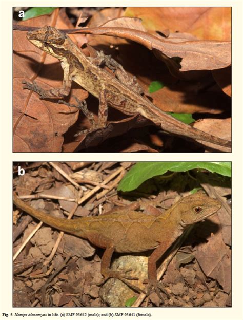 Two More New Anole Species - Anole Annals