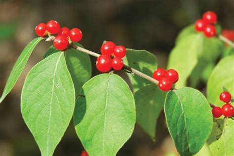 7 COMMON GARDEN SHRUBS WITH POISONOUS BERRIES - gardenpicsandtips.com