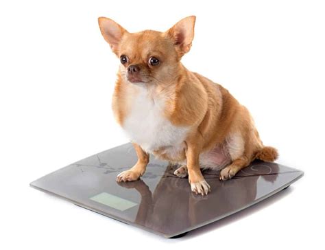 Overweight Chihuahua? Watch for signs like difficulty walking, breathing