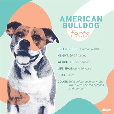 American Bulldog Dog Breed: Facts, Temperament and Care Info