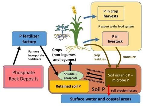 The Phosphorus Cycle and Human Management of Soils