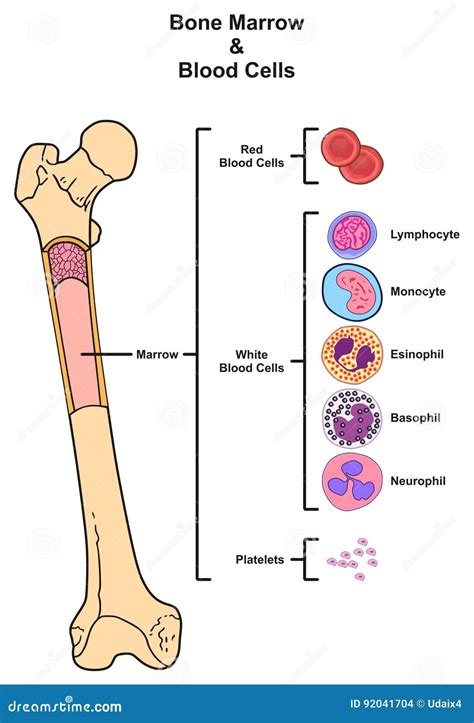 Bone Marrow Red Blood Cells