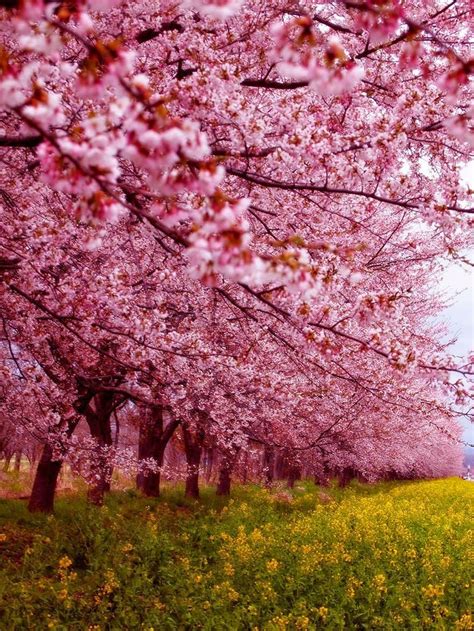 "Festival da Flor de Cerejeira" no Japão em 2014 | Flor de cerejeira ...