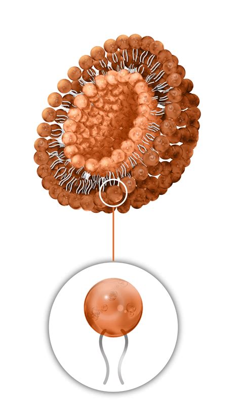 LIPOSOMES | Nanovex