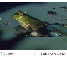 Bullfrog- Rana catesbeiana | Wildlife Journal Junior