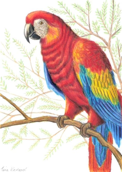 Parrot Pencil Drawing Wildlife Living Room #3531 INSTANT DOWNLOAD Macaw Parrot Bird Portrait ...