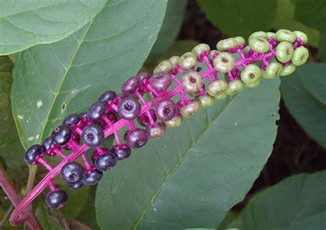 Pokeweed Berries | Also known as "Ink berries" Flushing Park… | Flickr