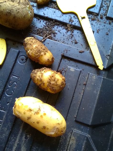 Potato scab — BBC Gardeners' World Magazine