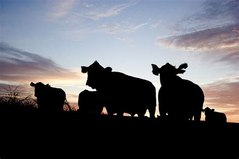 Online crop | HD wallpaper: silhouette photography of herd of cattle, grazing, silhouettes ...