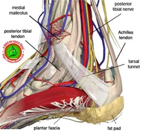 Tarsal Tunnel Syndrome - Symptoms, Diagnosis, Treatment - Rxharun