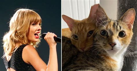 Taylor Swift Proves Claims of Cat Knowledge Are Truly 'Swift'