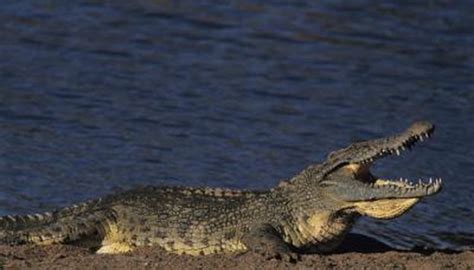 A Crocodile's Natural Habitat | Animals - mom.me