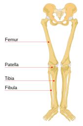Human Leg Bone Anatomy ~ Leg Bone Lower Bones Tibia Fibula Femur Thigh Two Health Joint ...