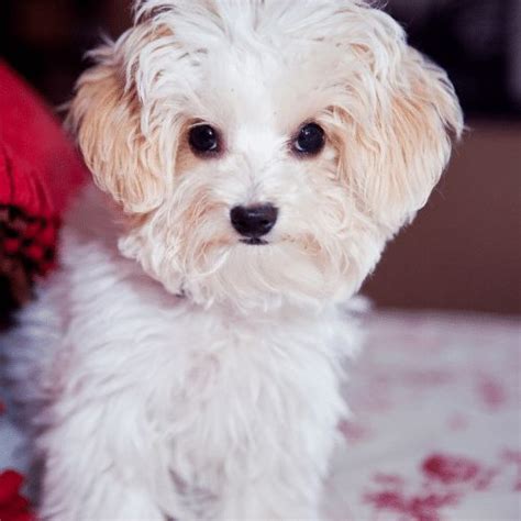 Maltese Toy Poodle Mix | Wow Blog