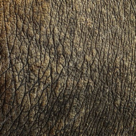 Rhino skin textures — Stock Photo © kongsky #39737387