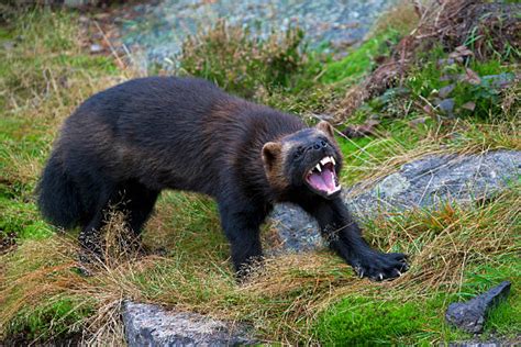 Aggressive Wolverine (Gulo gulo) showing teeth on the subarctic tundra ...