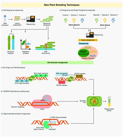 New plant breeding techniques. (a) Genotyping by sequencing. This... | Download Scientific Diagram