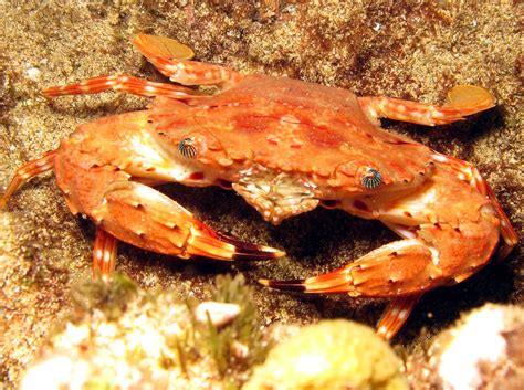 Hawaiian Swimming Crab - Charybdis hawaiensis - Maui, Hawaii - Photo 1 ...