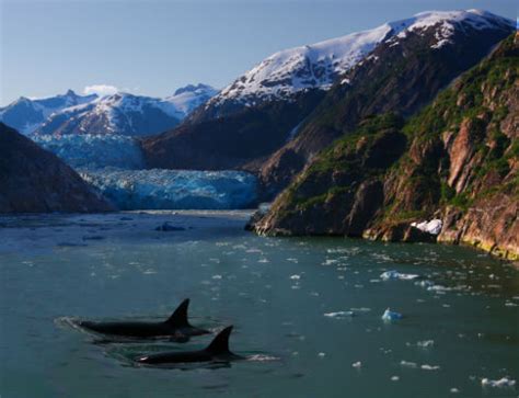 20 Breathtaking Photos of Summer in Alaska - Gray Line Alaska