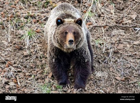 Grizzly bear in habitat Stock Photo - Alamy