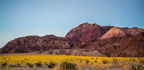 Death Valley Super Bloom 2025 - Rove.me