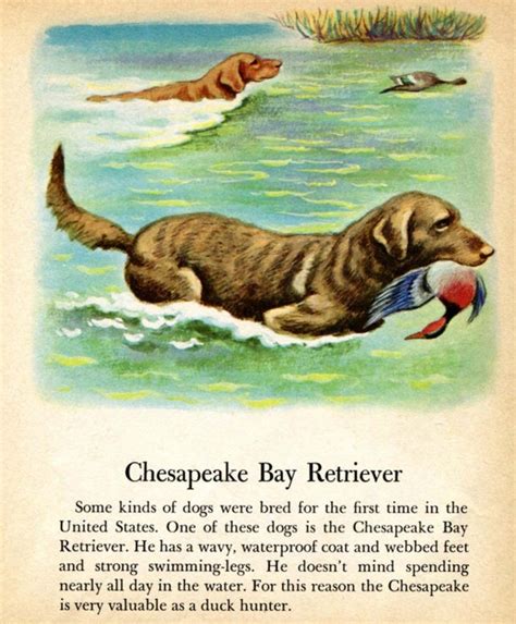 Items similar to Chesapeake Bay Retriever Hunting Dog Illustration by Tibor Gergely from a ...