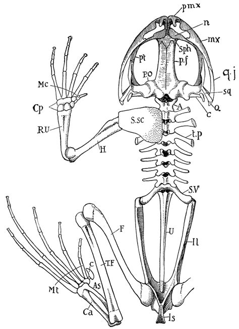 Frog Skeleton | ClipArt ETC | Animal skull drawing, Frog illustration, Frog