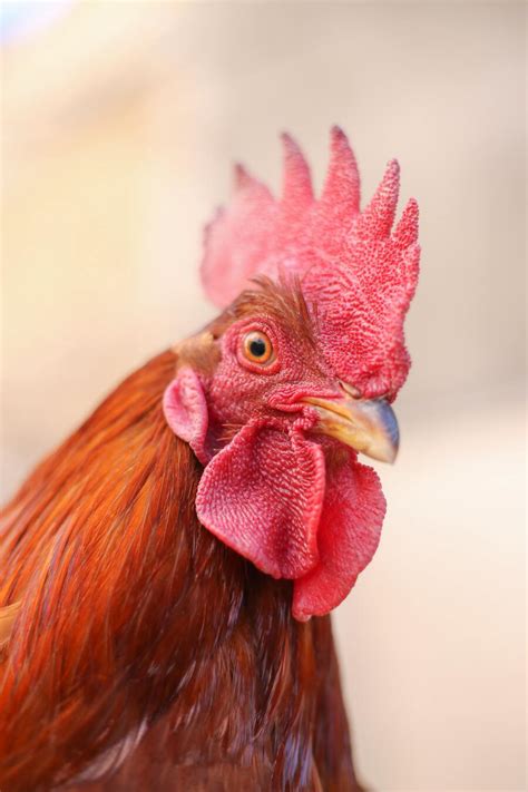 9 Spiritual Meanings of a Rooster & Symbolism (Crowing)