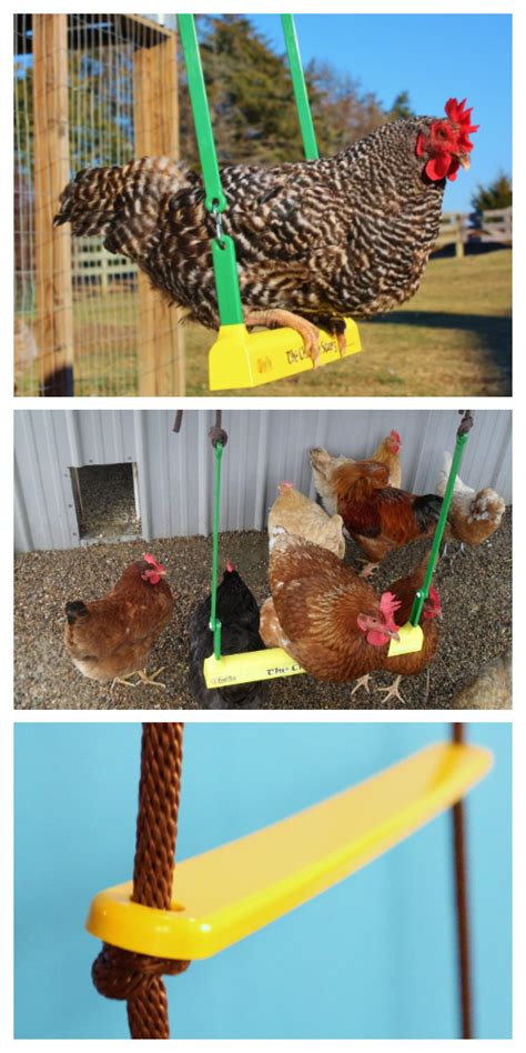 DIY Chicken Swing Ideas-Tips to Raise Chicken Yourself | Chicken diy ...