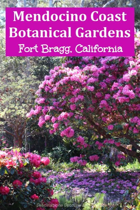 Rhododendrons at mendocino coast botanical gardens – Artofit