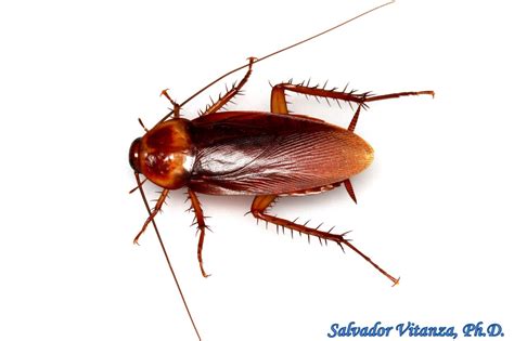 Blattodea-Blattidae-Periplaneta americana-American Cockroach (E ...