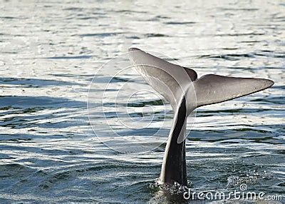 Dolphin Flipper Stock Image - Image: 3972401