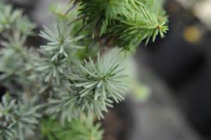 Tsuga mertensiana | Plants Direct – Victoria, BC