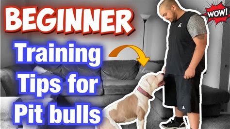 How to train your Pit bull for beginners! (Raw Footage) - YouTube